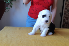 Augustina-4-tydny-2