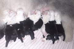 Štěňata, po narození