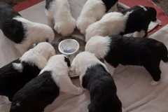 Štěňata, 4 týdny