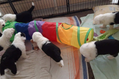 Štěňata, 4 týdny